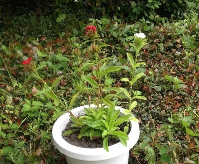 オレンジフレンチマリーゴールドの種(自然栽培) マリーゴールドの種が